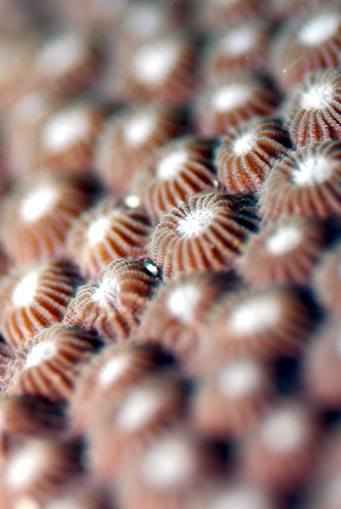 Stony Coral ( Diploastrea heliopora ),Mahe, Seychelles, Indian Ocean