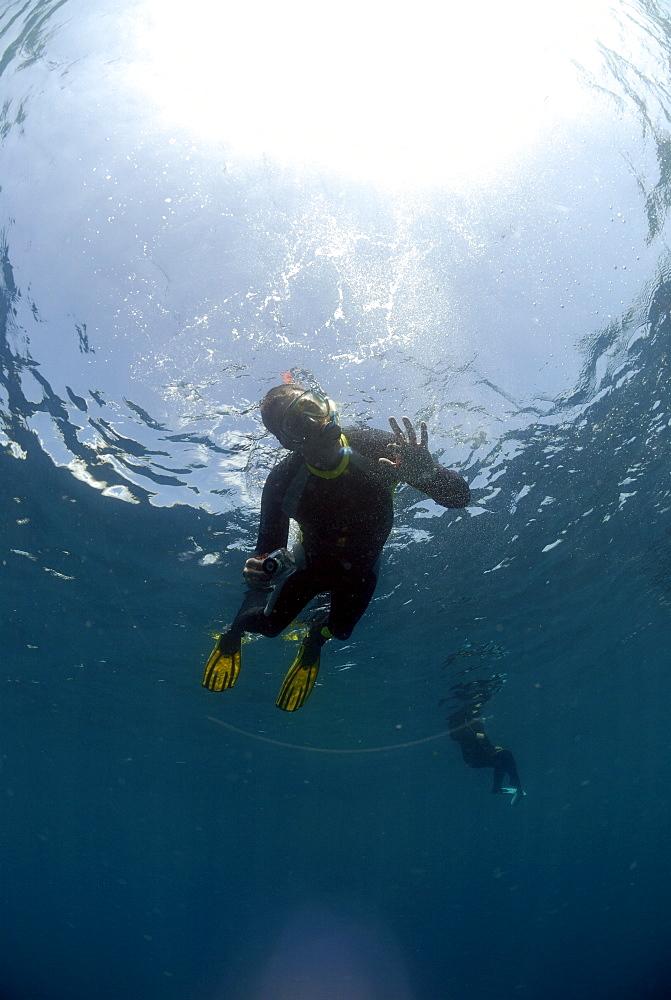 Snorkellers in water observing whale sharks, Mahe, Seychelles, Indian Ocean