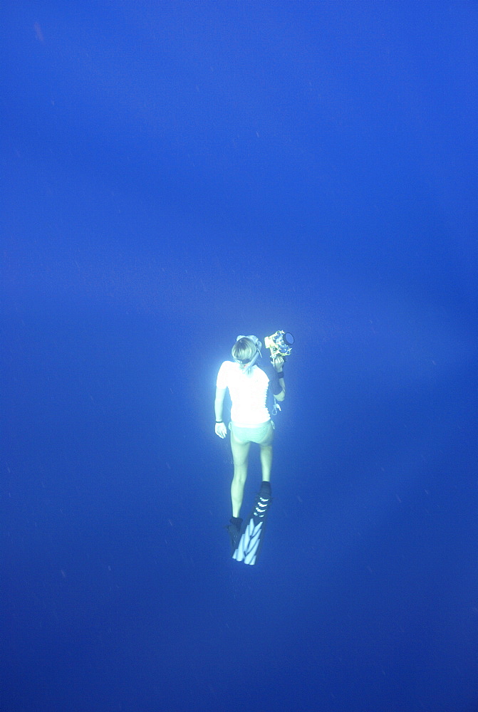 Whale shark researcher snorkelling underwater with camera, Mahe, Seychelles, Indian Ocean