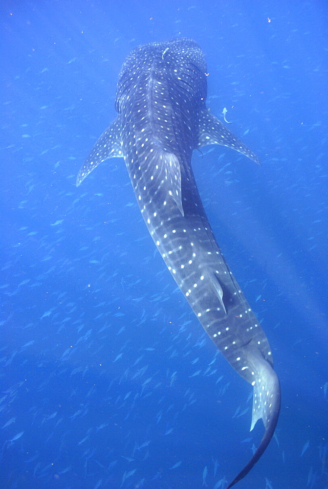 Whale Shark , Rhincodon typus, Mahe, Seychelles, Indian Ocean