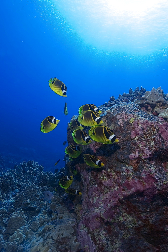 Racoon butterflyfish (Chaetodon lunula), and sunburst, Kailua-Kona, Hawaii, United States of America, Pacific