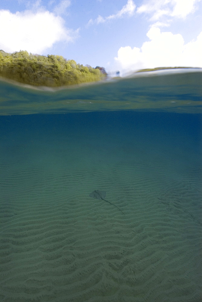 Split image of Southern Stingray (Dasyatis americana) and sky, Fernando de Noronha, UNESCO World Heritage Site, Pernambuco, Brazil, South America