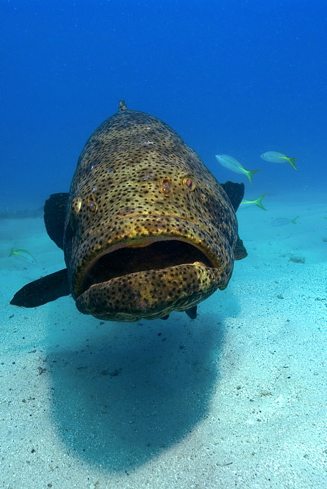 Goliath grouper (Epinephelus itajara), Molasses Reef, Key Largo, Florida, United States of America, North America