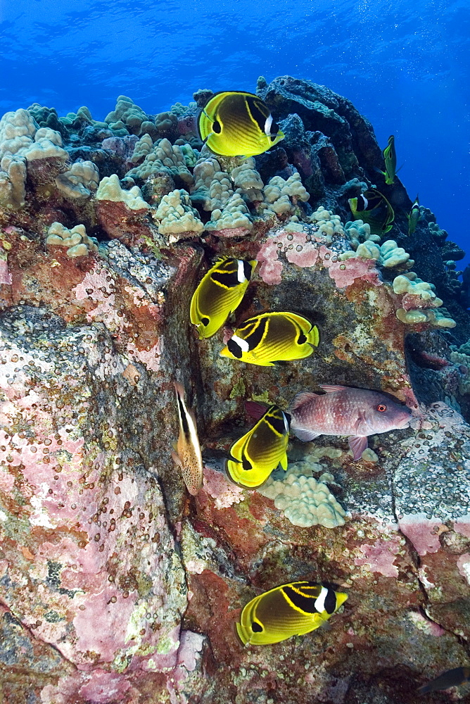  Racoon butterflyfish, Chaetodon lunula, Kailua-Kona, Hawaii