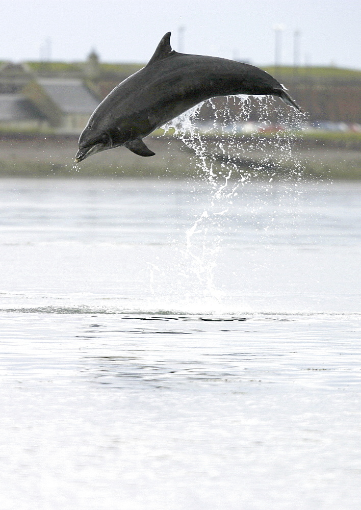 Bottlenose dolphin (Tursiops truncatus truncatus) leaping 2 metres above the surface. (1 or 2 images) Moray Firth, Scotland Resolution Restriction: 3/4 page (A4 only).