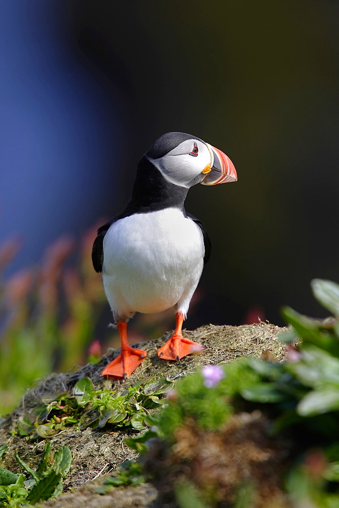 A Puffin (Fratercula arctica) nesting in grass cliff habitat, Handa Island, Scotland.