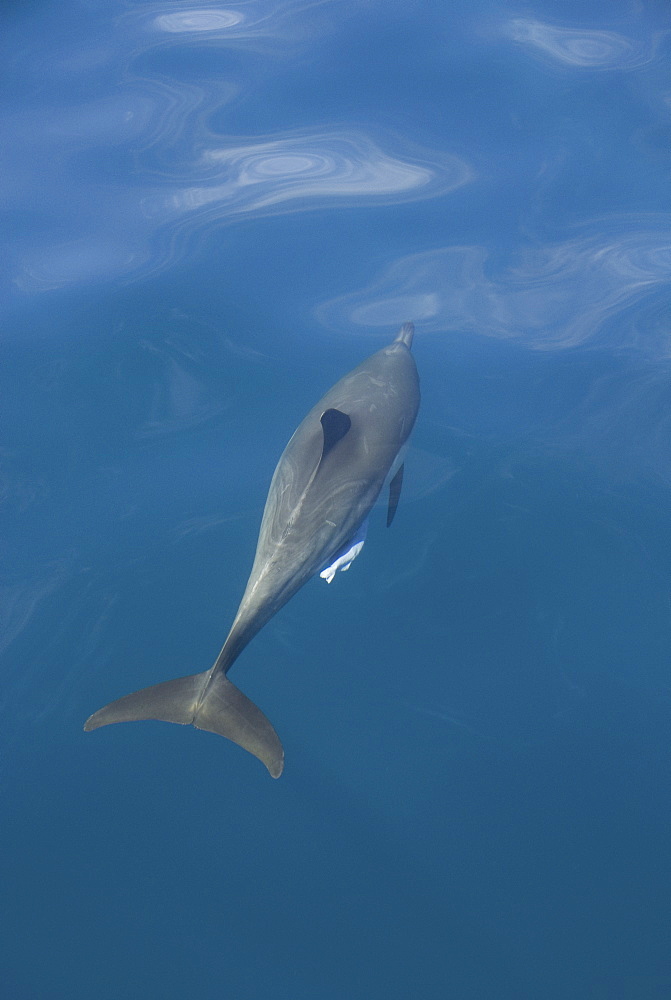 Common Dolphin with sucker fish.  Baja, Mexico