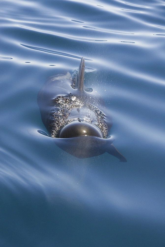 Short finned pilot whale (Globicephala macrorynchus). The head of an oncoming pilot whale showing an extended pectoral fin. Gulf of California.