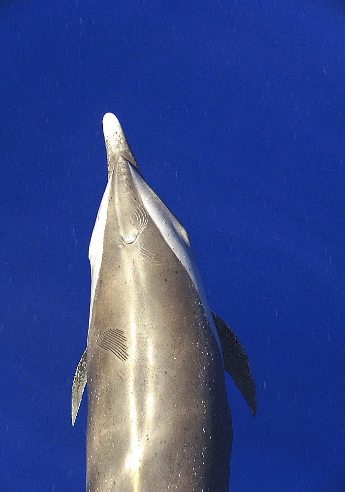 Spotted dolphin (Stenella attenuata). The head and body of a spotted dolphin clearly showing teeth mark scars. Caribbean.