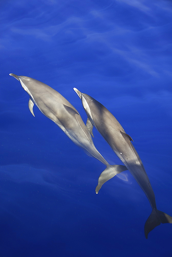 Spotted dolphin (Stenella attenuata).Two spotted dolphins showing their sometime more plain grey colouring. Caribbean.