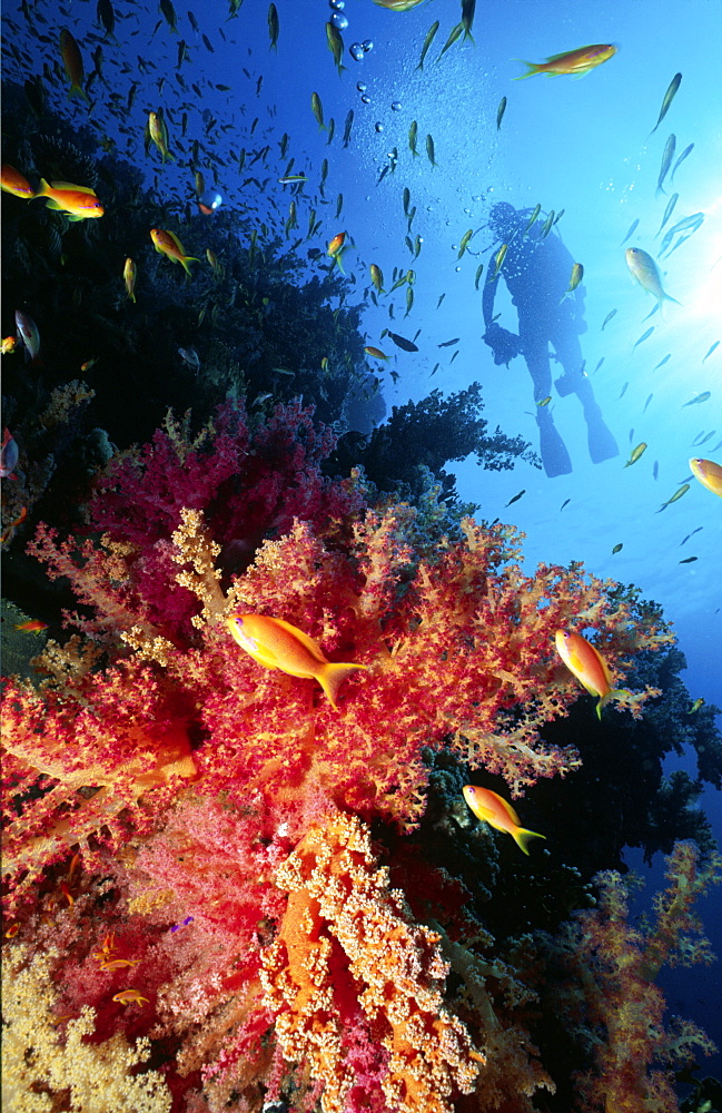 Diver swimming over colourful reef