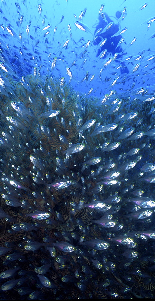 Silhouette of diver behind school of glass fish