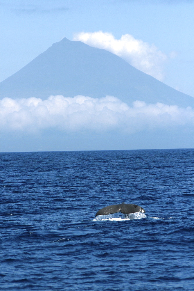 Sperm Whale Fluke in front of Pico. Azores, North Atlantic