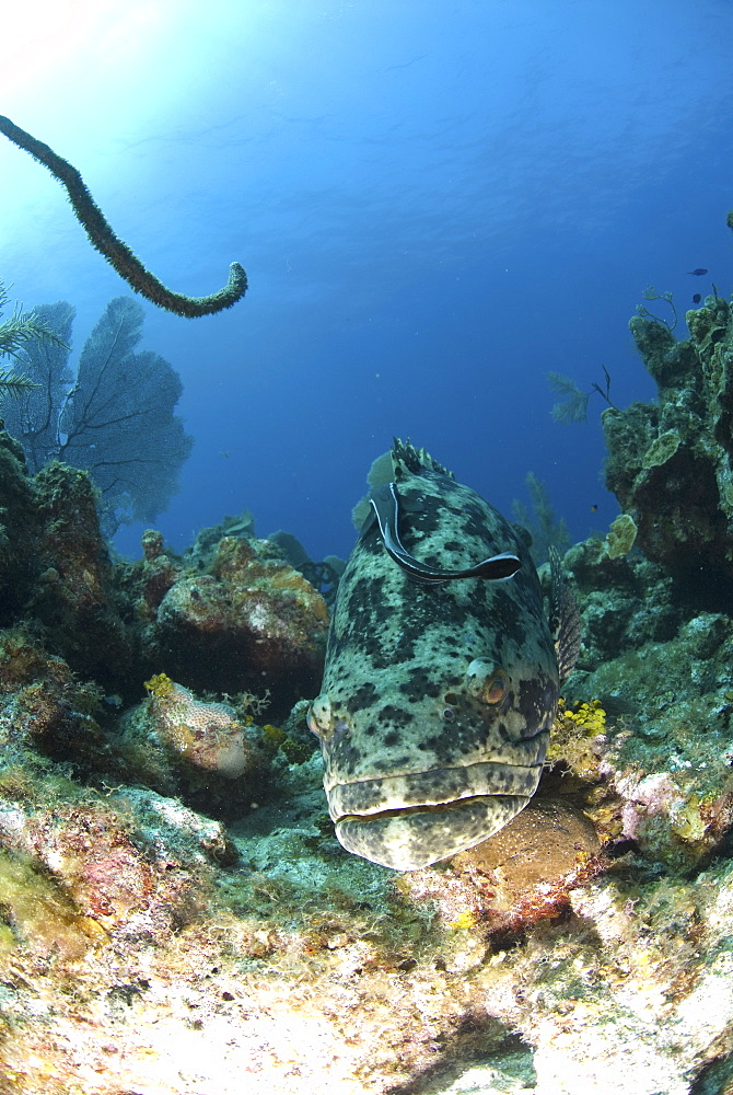 Goliath Grouper (Epinephelus itajara) swimming over coral reef towards camera, Little Cayman Island, Cayman Islands, Caribbean