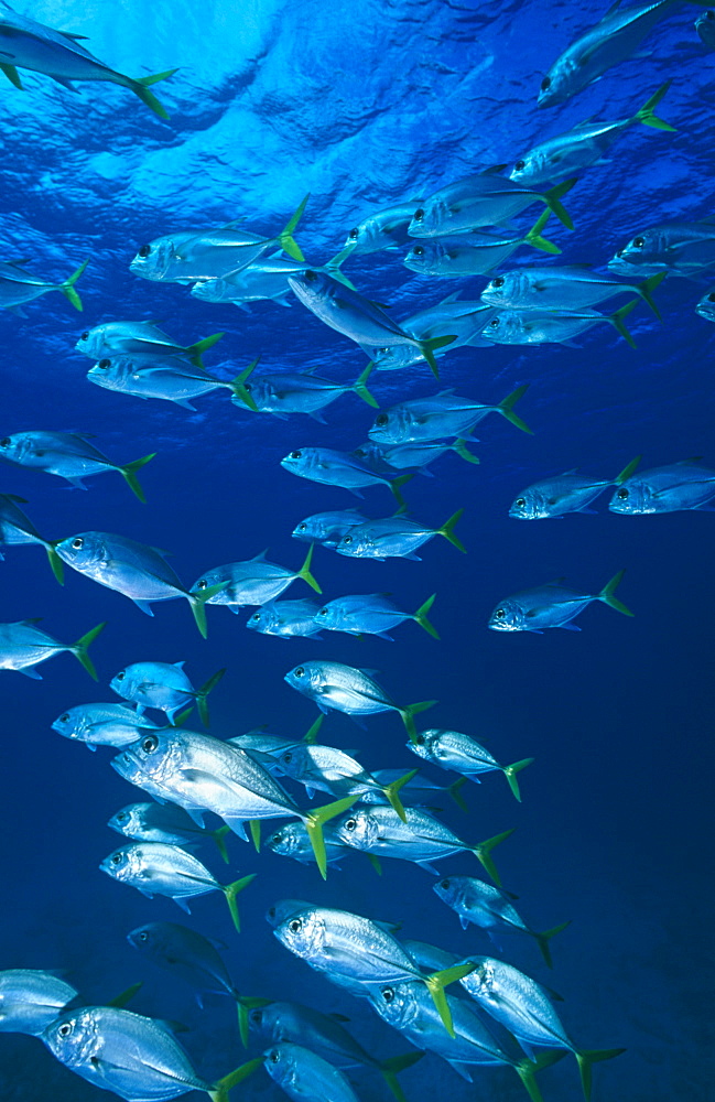 Horse Eye Jacks (Caranx latus), large school of fish,  Cayman Islands, Caribbean