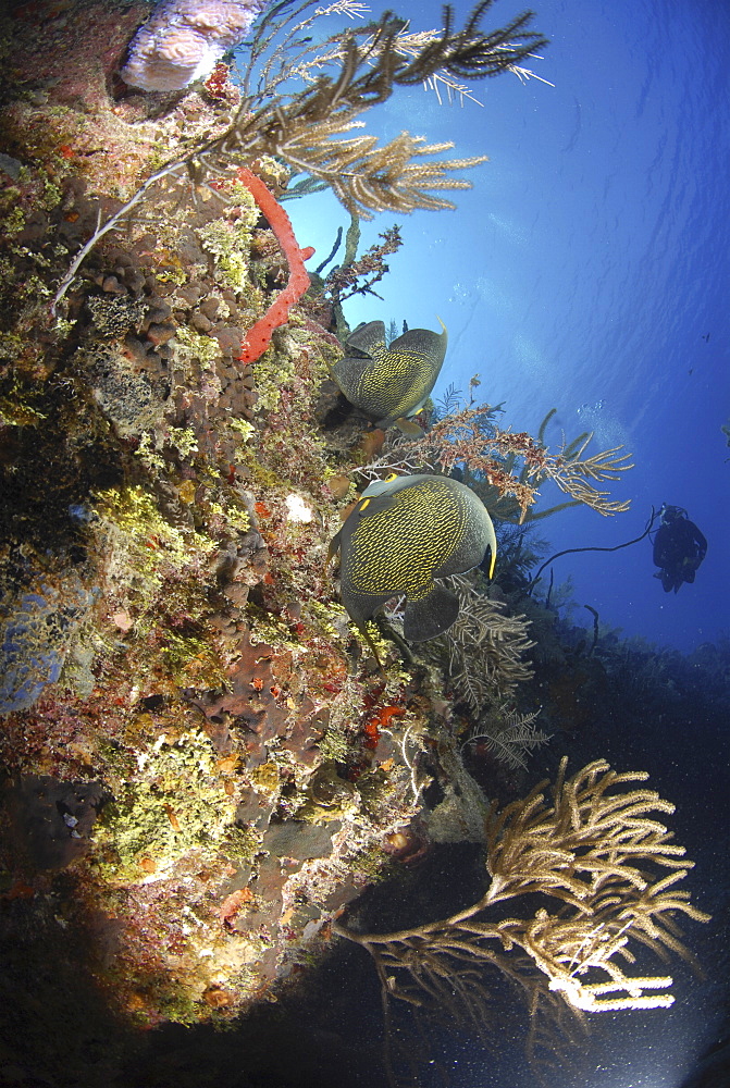 French Angelfish (Pomacanthus paru), pair of fish swimming past coral cliff with diver in background, Cayman Islands, Caribbaen