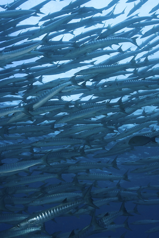 Great Barracuda (Sphyraena barracuda),  large school of fish swimming in formation, Sipidan, Mabul, Malaysia.