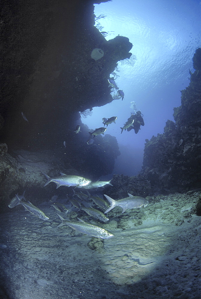 Tarpon (Megalops atlanticus), swimming nearby coral caverns with diver behind, Cayman Islands, Caribbean