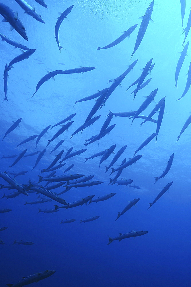 Great Barracuda (Sphyraena barracuda) Schooling Barracuda in curve. French Polynesia