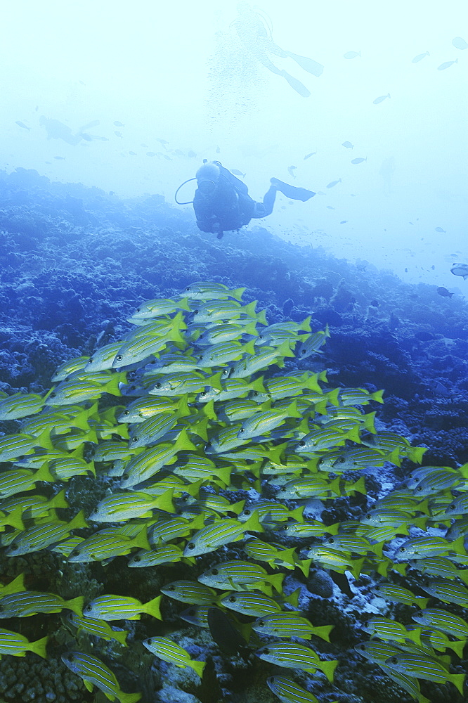 Striped Grunt (Lutjanus kasmira) large school of fish with diver overhead, Rurutu, French Polynesia