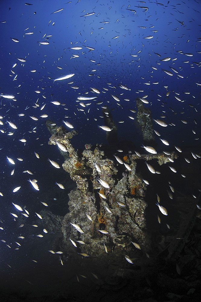 Large group of anthias, chromis and bogue over shipwreck Hellespont, Malta, Maltese Islands, Mediterranean 