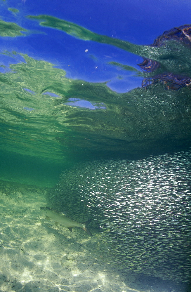 Tarpon and Silversides, shallow water with sky reflecting under water amidst large school of silverside minnows being attacked by tarpon. Grand Cayman Island, Cayman Islands, Caribbean