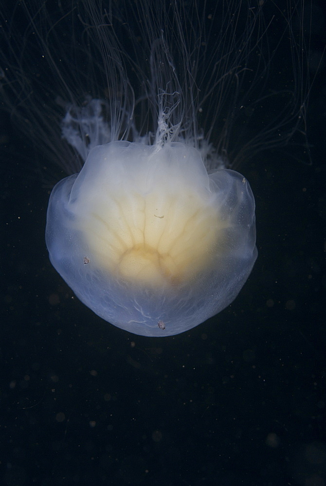  Lions mane jellyfish (Cyanea capillata), detail showing blue coloration, St Abbs, Scotland, UK North Sea