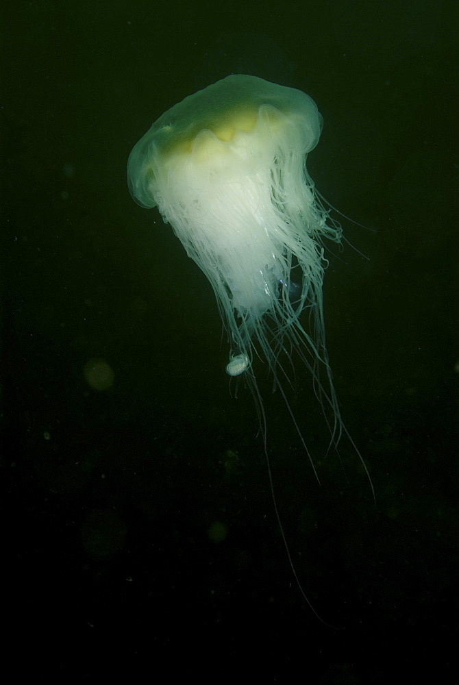 Whiting (Merlangius merlangius), Juvenile on Lions Mane Jellyfish, St Abbs, Scotland, UK