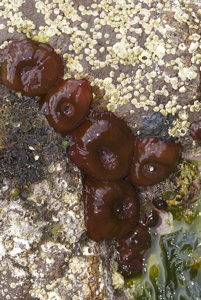 Beadlet Anemone (Actinia equina), 5 individuals exposed on the shore, St Abbs, Scotland, UK North Sea