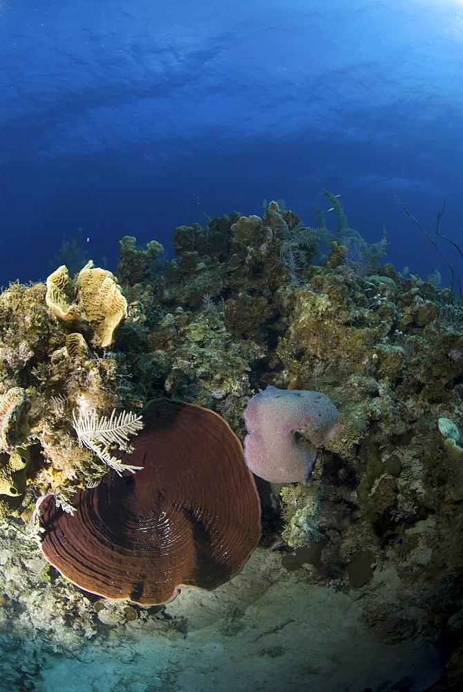 Tube spoges and barrel sponges on underwater cliff, Little Cayman Island, Cayman Islands, Caribbean