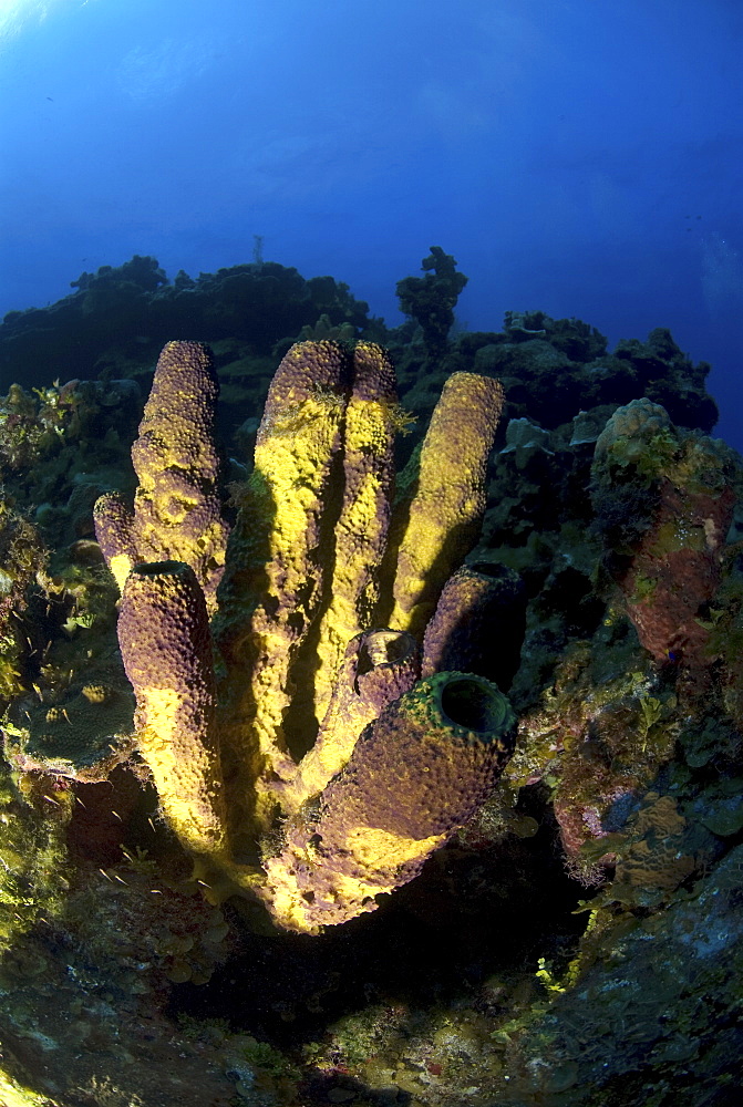 Yellow Tube Sponge (Aplysina fistularis) large group of sponges looking towards surface, Little Cayman Island, Cayman Islands, Caribbean