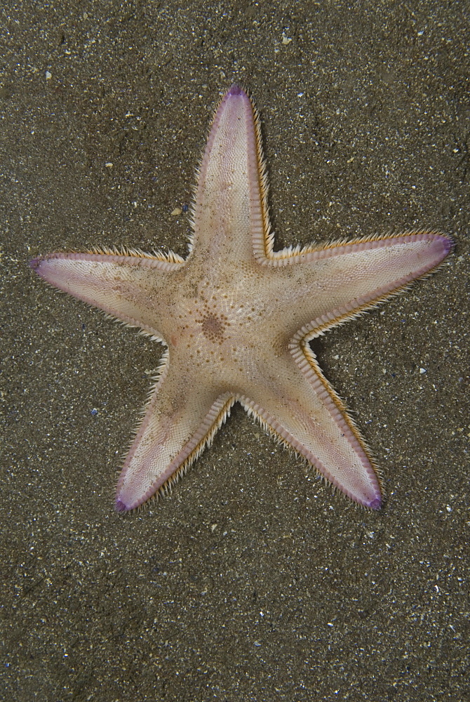 Burrowing Starfish (Astropecten irregularis), typical shape of five arms, pink in colour, on dark sand seabed, St Abbs, Scotland, UK North Sea