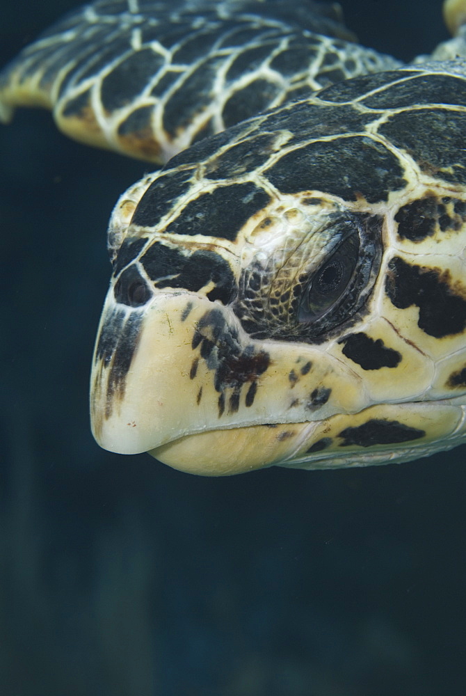 Hawksbill Turtle (Eretmochelys imbriocota) detail of head, Little Cayman Island, Cayman Islands, Caribbean