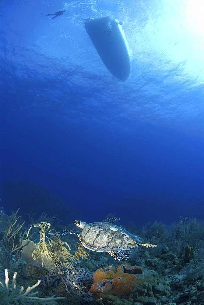 Hawksbill Turtle (Eretmochelys imbriocota), swimming over coral reef with boat silouhette above, Little Cayman Island, Cayman Islands, Caribbean