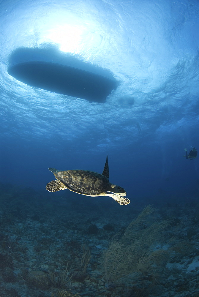 Hawksbill Turtle (Eretmochelys imbriocota), swimming over coral reef with boat silouhette above, Little Cayman Island, Cayman Islands, Caribbean