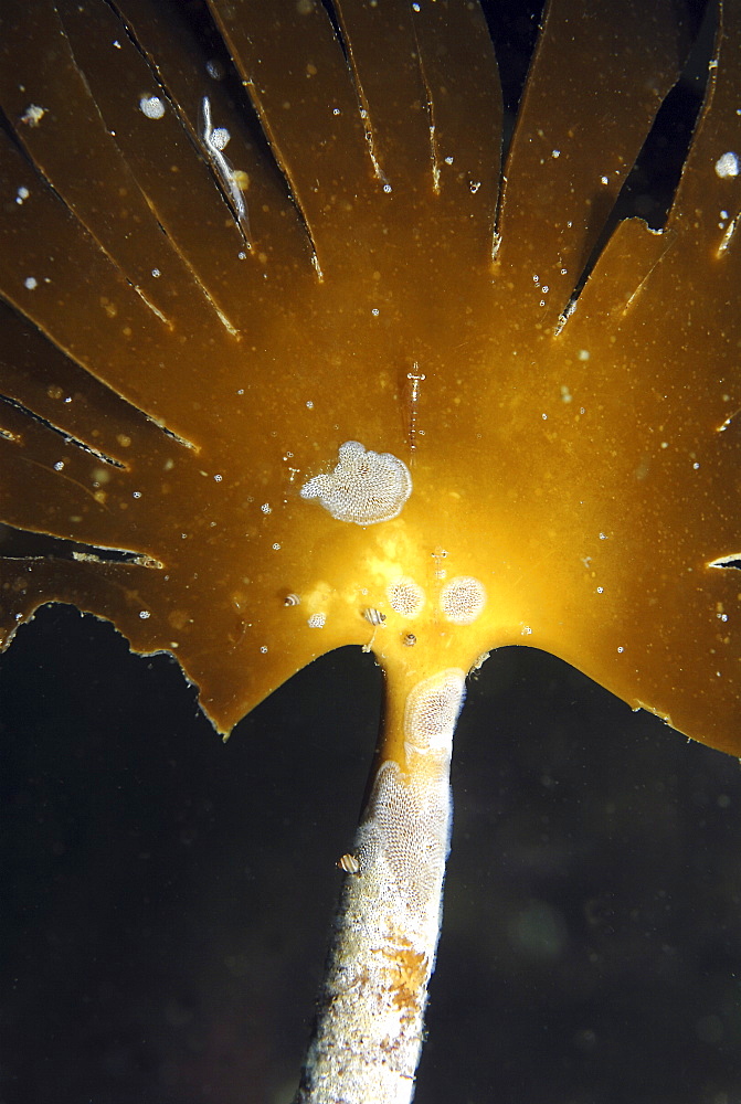 Hairy Kelp (Laminaria hyperborea), a large distinctive kelp found around shores of the North Sea and is home to many different species, St Abbs, Scotland, UK North Sea