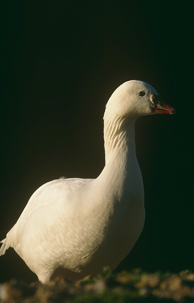 Snow goose. Churchill, Canada.