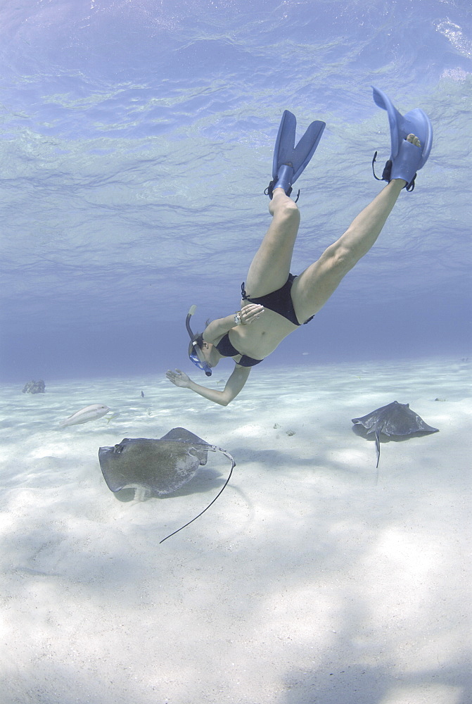 Snorkeller swimming down to Southern Stingrays (Dasyatis americana) Stingray City Sandbar, Grand Cayman Island, Cayman Islands, Caribbean