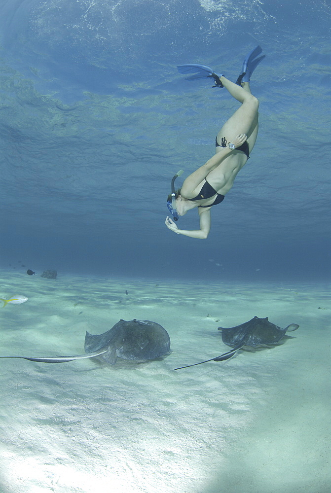 Snorkeller swimming down to Southern Stingrays (Dasyatis americana) Stingray City Sandbar, Grand Cayman Island, Cayman Islands, Caribbean