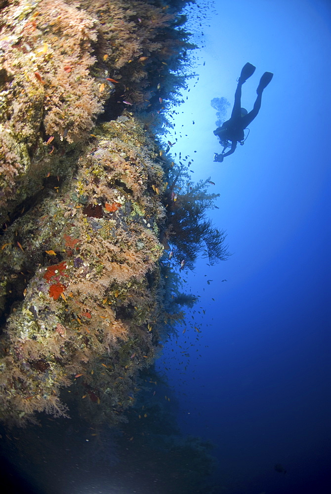 Red Sea coral reef view with diver and reef wall covered in colourful soft corals, Red Sea.