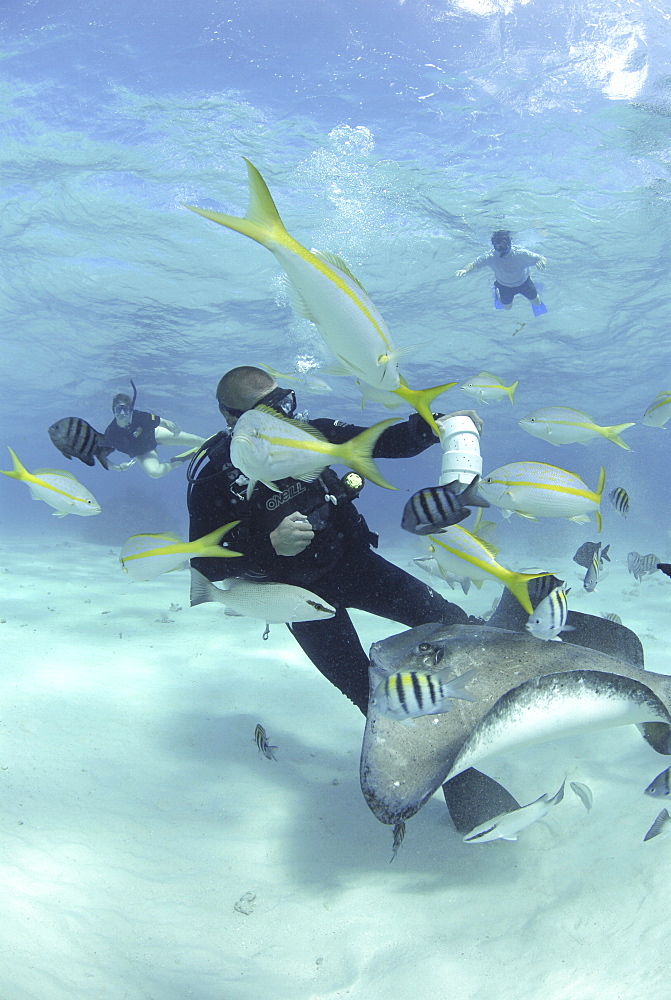 Diver with Sting rays, Stingray City Sandbar, Grand Cayman Island, Cayman Islands, Caribbean