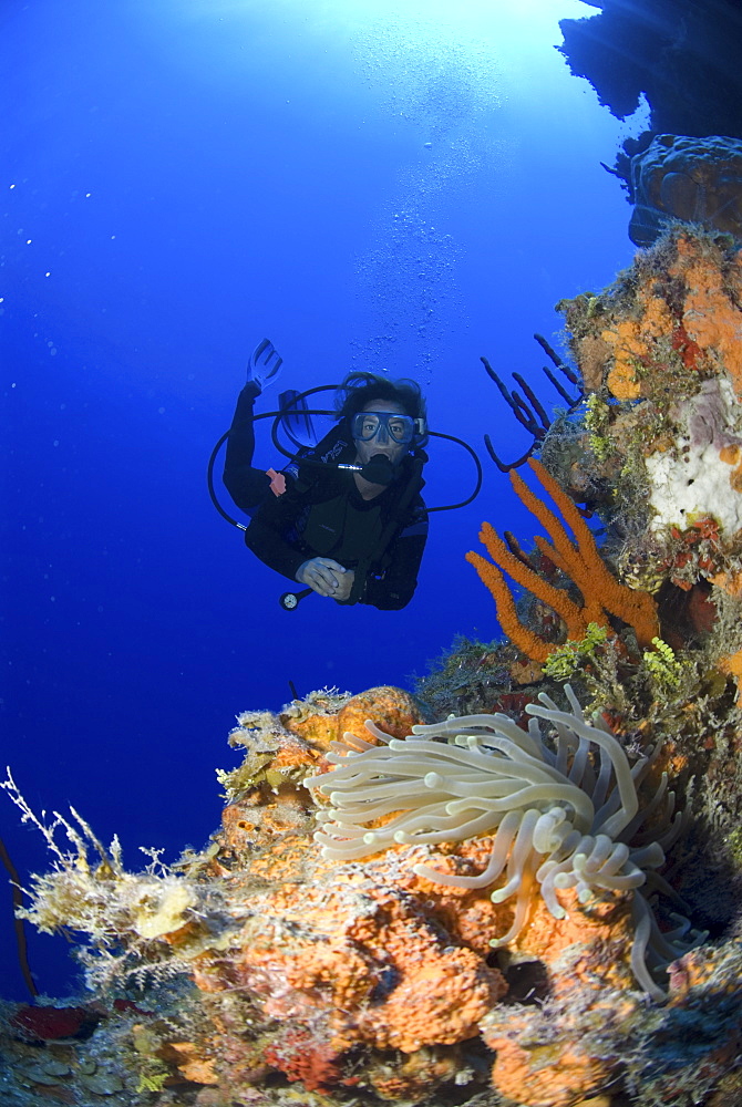 Diver approachiong anemone on colourful coral and sponge wall, Little Cayman Island, Cayman Islands, Caribbean