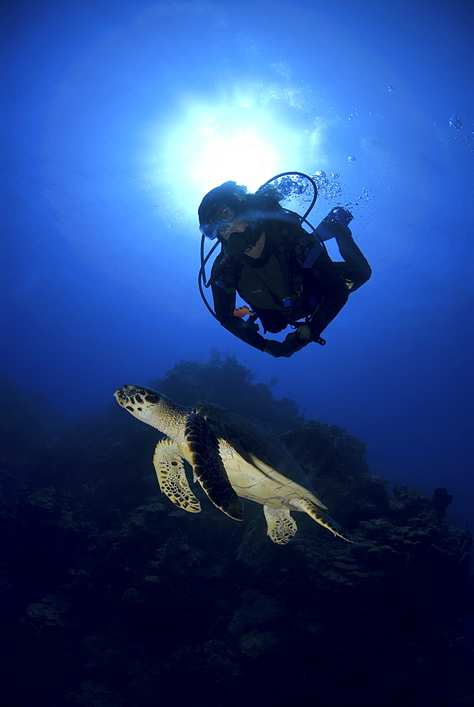 Diver and Hawksbill Turtle (Eretmochelys imbriocota), Little Cayman Island, Cayman Islands, Caribbean