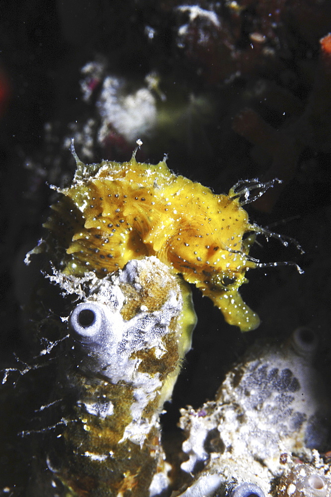 Longsnout Seahorse (Hippocampus ramulosus), yellow colour with fronds on head, Malta, Maltese Islands, Mediterranean