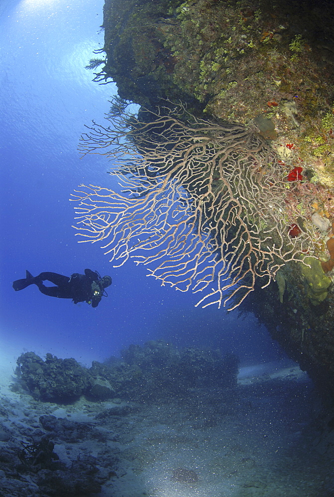 Scuba Diver over coral and sponge reef, Cayman Islands, Caribbean