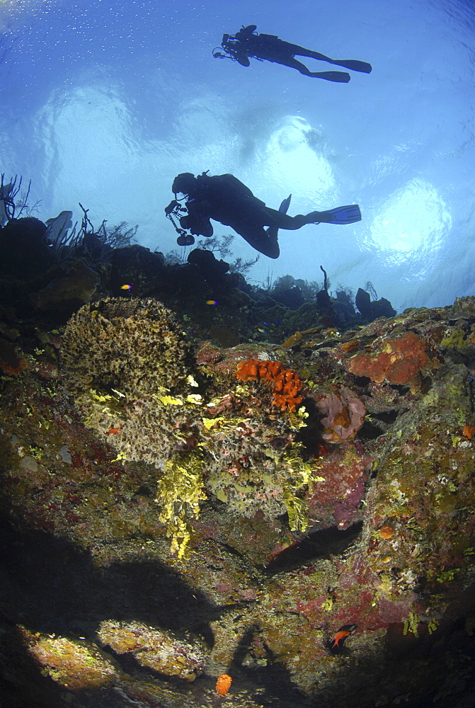 Scuba Diver over coral and sponge reef, Cayman Islands, Caribbean