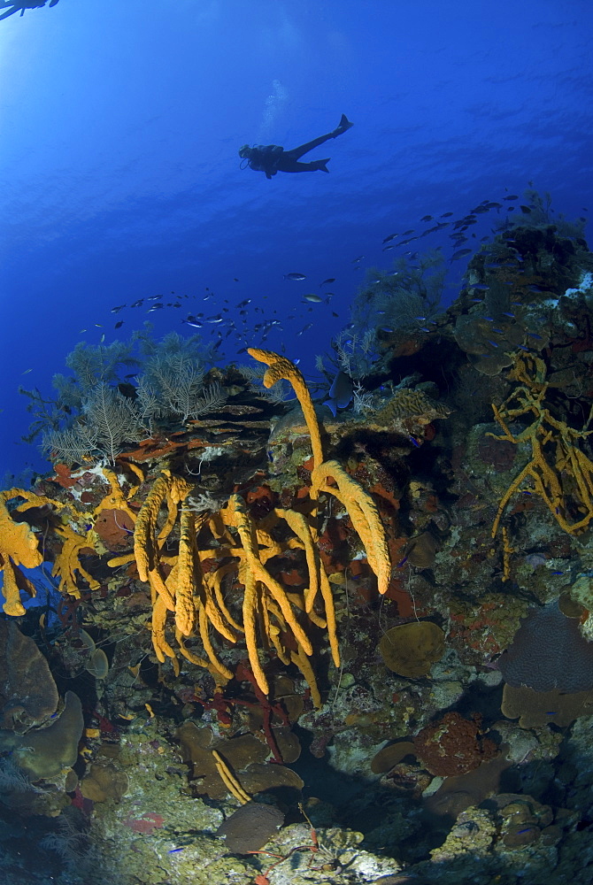 Scuba Diver over coral and sponge reef, Maria La Gorda, Caribbean