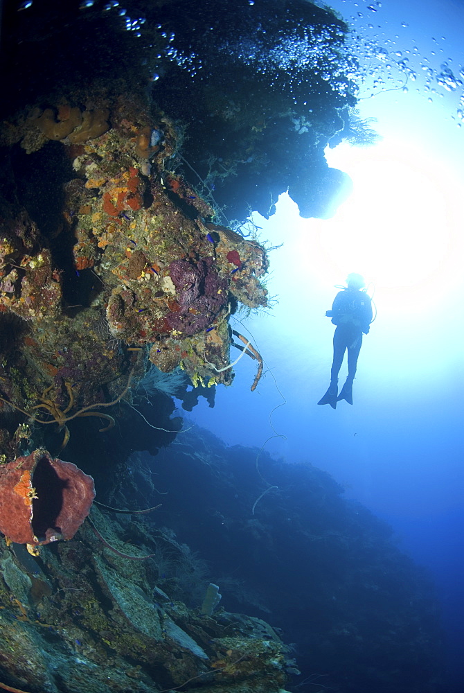 Scuba Diver over coral and sponge reef, Maria La Gorda, Caribbean