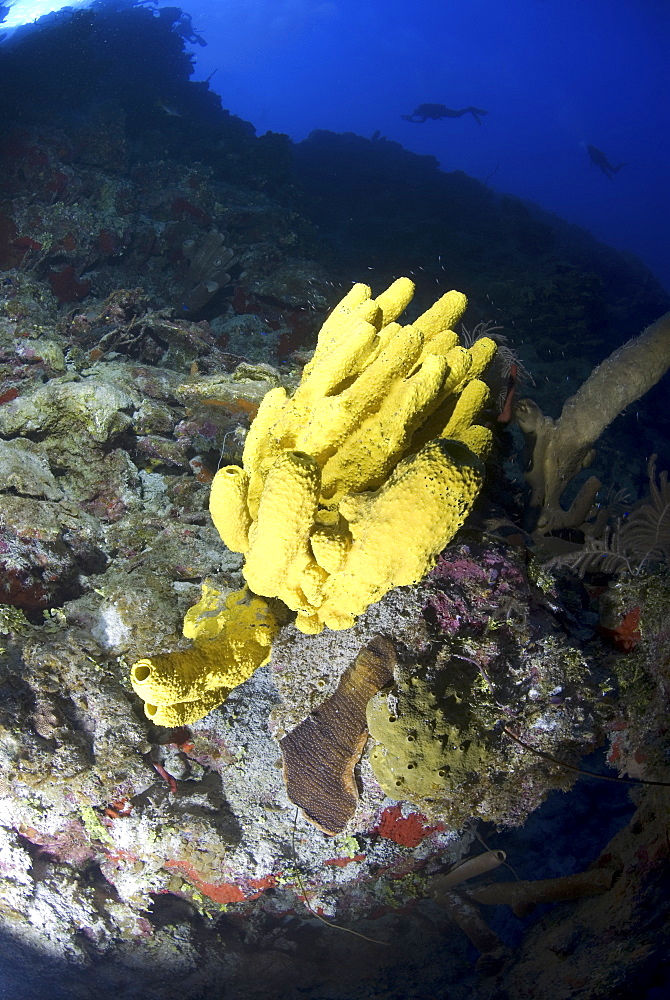 Looking upwards to well lit sponges, corals and sea fans with very blue water and diver silhouette, Little Cayman Island, Cayman Islands, Caribbean