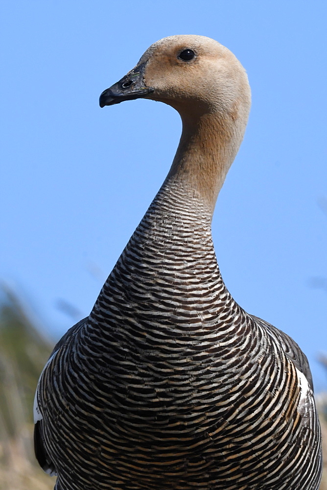 Portrait of a female upland goose (Chloephaga picta) against blue sky, Falkland Islands, South America